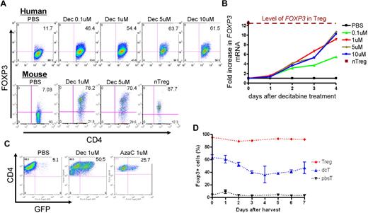 Figure 1. Effect of Dec on FOXP3 expression in anti-CD3/CD28 antibody coated bead-activated CD4+CD25− T cells. (A) Both human and mouse CD4+CD25− T cells express FOXP3 after Dec treatment in the presence of anti-CD3/CD28 antibody coated beads. (B) Real-time RT-PCR for human FOXP3 mRNA was performed in triplicate at various times after Dec treatment of activated T cells. Levels of mRNA for FOXP3 increase each day and are comparable to that seen in bead-activated Tregs (brown) by day 4. (C) CD4+CD25− T cells obtained from Foxp3-ires-GFP KI mice confirm induction of FOXP3 expression after Dec and AzaC treatment (indirectly measured as GFP expression). (D) DcT FOXP3 expression (blue) persists for at least 7 days, suggesting prolonged and stable expression of FOXP3 in vitro. Treg (red) is shown for comparison. A pool of 2 independent experiments.