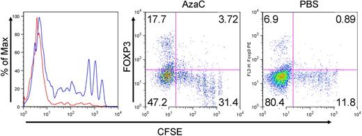 Figure 5. AzaC increase FOXP3+ Tregs that may inhibit the proliferation of allogeneic Tconv in vivo. In vivo AzaC treatment (blue) attenuates the proliferation of allogeneic Tconv compared with the PBS control (red, left panel; peripheral blood on day 19 after SCT, gated on CD45.1+ donor T cells). This inhibited proliferation of Tconv is likely to be mediated by FOXP3+ Tregs induced by AzaC (middle and right; splenocytes on day 19 after SCT, gated on CD45.1+ donor T cells). One representative from each group with identical results is shown. AzaC (n = 4), PBS (n = 2).