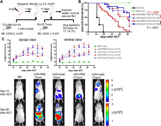 Figure 6. AzaC treatment of mice that underwent a transplantation with delayed allogeneic T cells mitigates GVHD while preserving GVL. (A) Schema of the experiments. B6 mice (CD45.2) TCD BM (5 × 106 cells) were used as a stem cell source. To induce GVHD, 10 × 106 Tconv (B6, CD45.1) were given on day 11 after SCT followed by the treatment with AzaC or PBS (every other day; 4 doses) starting on day 15 after SCT. For examination of GVL effect, 1 × 104 A20-luc/egfp leukemic cells were given along with TCD BM. (B-C) Mice treated with AzaC show significantly higher survival rate (B) and lower leukemic burden (C). Y axis in top panels indicates photon flux (photons/sec) in log scale measured from the dorsal and the ventral view with a region of interest drawn over the entire body of each mouse. Actual images of 1 representative mouse from each group are shown in bottom panels (scale: photons/sec/cm2/sr). A pool of 3 independent experiments.