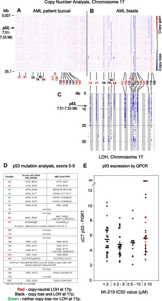 Figure 5. p53 mutations or absent p53 mRNA expression in AML is associated with frequent copy-neutral LOH (acquired uniparental disomy) at 17p/p53 locus. Files generated through use of the Affymetrix program Genotyping Console for all patients were imported into the LOH tool, Version 2, using our software tool Pre-LOH Unification Tool, and all individual positions of LOH between buccal DNA and paired tumor DNA were graphed as a blue tick mark across the length of the chromosomes. Copy number estimates for all SNP positions for all patients were generated through dChipSNP, as described, and displayed across the length of the chromosomes. Copy losses are displayed with blue colors, copy gains with red colors. (A-B) Heatmap display of chromosomal copy number changes at 17p based on SNP 6.0 array profiling. Blue represents copy loss; and red, copy gain. (A) Buccal DNA. (B) AML blast DNA. (C) LOH analysis at 17p comparing paired blast and buccal DNA. Red numbering indicates copy-neutral LOH (acquired uniparental disomy); and black, LOH with copy loss. (D) p53 exon 5 to 9 mutation analysis results. (E) Normalized p53 mRNA expression in AML blasts grouped by MI219 IC50 values as indicated. Red diamonds represent AML blasts with mutated p53.
