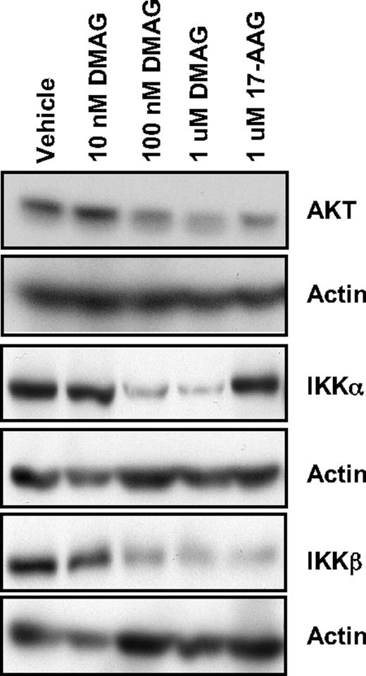 Figure 3. 17-DMAG down-regulates NF-κB signaling through IKKα and IKKβ. Western blot analysis for AKT, IKKα, and IKKβ in whole cell lysate prepared from CLL patient cells treated with vehicle control or increasing doses of 17-DMAG for 24 hours. Blots are probed with actin as a loading control. Results shown are representative of 8 patient samples.