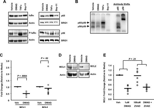 Figure 4. 17-DMAG regulates NF-κB activity and target gene transcription. (A) Western blot analysis for IκBα and phosphorylated IκBα (P-IκBα) in cytoplasmic cell lysate and p65 and p50 in nuclear cell lysates prepared from CLL patient cells treated with vehicle control or 1μM 17-DMAG for 24 hours, 20 ng/mL TNF-α for 30 minutes, or 10μM Bay-11 for 1 hour. Blots are probed with actin or BRG1 as a loading control. Results shown are representative of at least 6 patient samples. (B) Electrophoretic mobility shift assay analysis with nuclear extract prepared from cells treated with vehicle control or 1μM 17-DMAG for 24 hours, 20 ng/mL TNF-α for 30 minutes, or 10μM Bay-11 for 1 hour using a radiolabeled oligonucleotide containing a consensus NF-κB-binding site. Antibody shifts are performed with nuclear extract prepared from vehicle control sample incubated with antibodies specific to the p65 or p50 subunits of NF-κB. The p65/p50 and p50/p50 complexes are indicated. Results shown are representative of 6 CLL samples. (C) Real-time PCR for MCL1 and BCL2 (n = 5 and n = 11, respectively) after 24 hours 1μM 17-DMAG treatment. Data are normalized to 18S transcript and represented as fold change in expression of 17-DMAG treated relative to the vehicle control. ○ represents individual patient samples. Bar represents the average of all patient samples. (D) Western blot analysis for MCL1 and BCL2 in cytoplasmic cell lysate prepared from CLL patient cells grown treated with vehicle control or 1μM 17-DMAG for 24 hours. Blots are probed with actin as a loading control. Results shown are representative of at least 6 patient samples. (E) Real-time PCR for MCL1 (n = 6) in CLL patient cells treated with vehicle control or 1μM 17-DMAG for 24 hours in the presence or absence of 100μM caspase inhibitor z-VAD-fmk. Data are normalized to TBP or 18S transcript and represented as fold change in expression of 17-DMAG treated relative to the vehicle control. ○ represents individual patient samples. Bar represents the average of all patient samples.