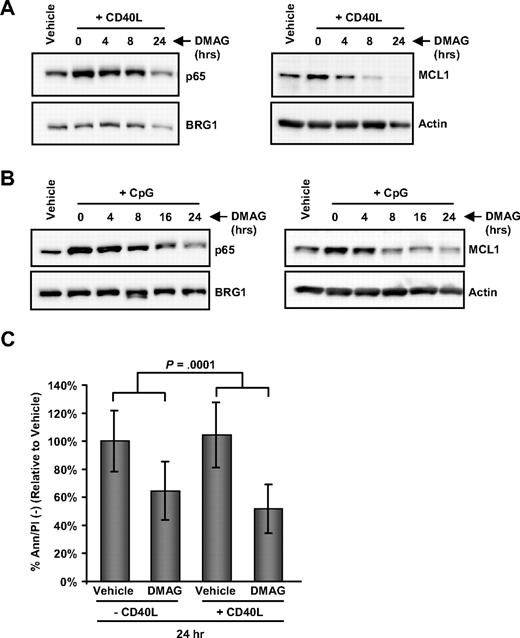 Figure 5. 17-DMAG prevents CD40L- and CpG-induced NF-κB activity in CLL and prevents CD40L-mediated viability. (A) Western blot analysis for MCL1 in cytoplasmic cell lysate and p65 in nuclear cell lysate prepared from CLL patient cells treated with vehicle control, or 1μM 17-DMAG for 0, 4, 8, or 24 hours, followed by stimulation with 500 ng/mL CD40L for 1 hour. Blots shown are representative of 6 patient samples, and actin and BRG1 were probed as loading controls. (B) Western blot analysis for MCL1 in cytoplasmic cell lysate and p65 in nuclear cell lysate prepared from CLL patient cells treated with vehicle control, or 1μM 17-DMAG for 0, 4, 8, 16, or 24 hours, followed by stimulation with 3.2μM CpG oligodeoxynucleotides for 3 hours. Blots shown are representative of 6 patient samples, and blots are stripped and probed with actin and BRG1 as loading controls. (C) Viability by Ann/PI at 24 hours in CLL patient cells treated with vehicle control or 17-DMAG with and without 1 μg/mL CD40L.