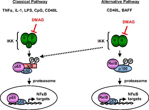 Figure 7. The proposed effect of 17-DMAG on NF-κB activity. Diagram of NF-κB signaling through the alternative and classic pathways. Classic signaling occurs after stimulation of IKKα/IKKβ heterodimers with inducers, such as TNF-α, interleukin-1, lipopolysaccharide, and CpG oligodeoxynucleotide, to activate p65/p50 complexes. Alternative signaling occurs after stimulation of IKKα homodimers with inducers, such as CD40L and BAFF, to activate RelB/p52 complexes. The proposed level of 17-DMAG intervention with NF-κB signaling is through the down-regulation of IKKα and IKKβ protein levels.