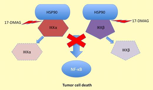 17-DMAG inhibits HSP90 and prevents it protecting IKKα and IKKβ. This stops NF-κB activation and induces tumor cell death.