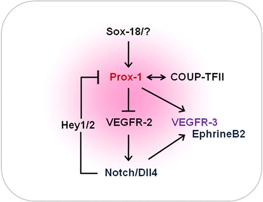 The molecular fate-determining network of lymphatic endothelial cells. Lymphatic endothelial cell specification is regulated by a dynamic molecular network of opposing and complementary forces. Notch, COUP-TFII, and Prox-1 are the 3 major players. Activation of Notch signaling suppresses the expression of Prox-1 and COUP-TFII through the action of Hey1/2 in lymphatic endothelial cells. Endogenous Prox-1 and COUP-TFII down-regulate VEGFR-2 and therefore ultimately suppress the expression of VEGF-A. In parallel, Notch signaling displays positive influence on VEGFR-3 and EphrinB2 signaling. SOX18 is also known to be capable of up-regulating Prox-1 in certain conditions. COUP-TF II indicates chicken ovalbumin upstream transcription factor II; VEGF, vascular endothelial growth factor; VEGFR, vascular endothelial growth factor receptor.