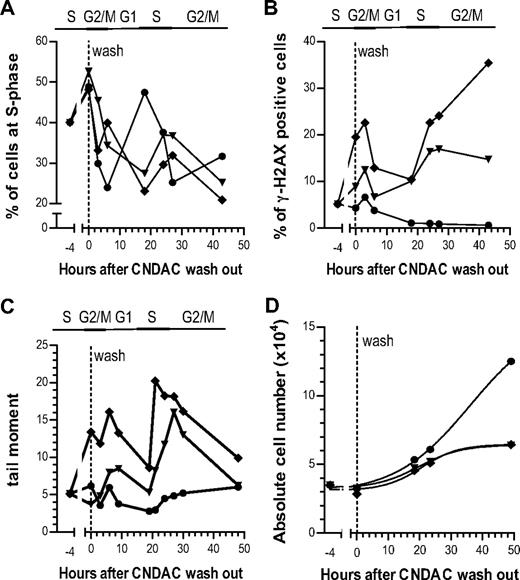 Figure 2. SSBs induced after CNDAC incorporation during the first S-phase were converted into DSBs in the second S-phase. ML-1 cells were synchronized in S phase using 1μM aphidicolin for 24 hours, followed by a 4-hour pulse with CNDAC and chase in to fresh media. Samples were taken at indicated times and subjected to flow cytometric analysis, comet assay, or electronic counting. (A-B) Samples were fixed by 4% paraformaldehyde solution and stained with FITC-conjugated γ-H2AX antibody and PI. Flow cytometry showed both cell-cycle progression (A) and γ-H2AX–positive profile (B) that was CNDAC dose-dependent (●, 0μM; ▾, 0.8μM; ♦, 2μM). (C) Generation of DNA DSBs was assessed by single-cell gel electrophoresis (comet assay) under neutral conditions. The level of DSBs was quantitated by determination of Olive tail moment before and after washing out of CNDAC (●, 0μM; ▾, 0.8μM; ♦, 2μM). (D) Absolute cell number was scored by an electronic particle counter at indicated time points, and cell growth curve was plotted for each drug concentration (●, 0μM; ▾, 0.8μM; ♦, 2μM). Dashed lines indicate time of drug washing out. Data are 1 representative of 2 independent experiments.