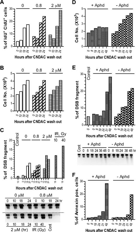 Figure 3. DSBs induced by CNDAC are products of replication, rather than a consequence of induction of apoptosis. (A-C) ML-1 cells were pulse-labeled with various concentrations of CNDAC in the presence of IdU for 10 minutes and chased in to fresh media; CldU was added 12 hours after washing. Samples were taken at different times and subjected to flow cytometry and PFGE. (A) Samples were fixed and stained with FITC-IdU antibody and allophycocyanin-CldU antibody. Flow cytometric analysis determined the time at which double-labeled cells appeared, indicating cells in the second S-phase. (B) Absolute cell number was quantitated by electronic particle counter at different times. (C) The generation of DNA DSBs was assessed by PFGE. The intensity of each band was quantitated, and the percentage of DSB fragment versus total input in each lane was expressed in the graph. Note that 0.8μM CNDAC did not cause DSBs beyond the background level. (D-F) ML1 cells were pulse-labeled with 2μM CNDAC in the presence of IdU for 10 minutes and chased into fresh media, CldU was supplemented 12 hours after wash with or without aphidicolin. Samples were taken at different time points and subjected to flow cytometry and PFGE. (D) Absolute cell number was counted by Coulter counter at different time points, and cell growth was inhibited in the presence of aphidicolin. (E) The generation of DNA DSBs was assessed by PFGE. The intensity of each band was quantitated, and the percentage of DSB fragment versus total input in each lane was expressed in the graph. Note that aphidicolin prevented the induction of DSBs at 18 to 24 hours after treatment. Data are 1 representative of 2 independent experiments. (F) Time of onset of apoptosis in ML-1 cells after 2μM of CNDAC treatment for 10 minutes. Apoptosis was detectable after 31 hours after treatment, as assessed by annexin V staining.
