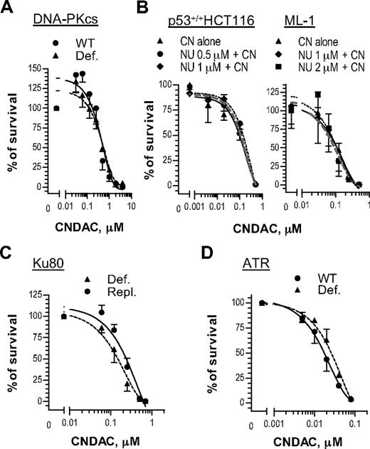 Figure 4. DNA-PK and ATR are dispensable for cell survival after DNA damage by CNDAC. (A) Glioma-derived cell lines M059-K (●, wild-type) and M059-J (▴, DNA-PKcs-deficient) were incubated with a range of concentrations of CNDAC for 24 hours, and colonies were stained and quantitated after 10 days. (B) HCT116 cells and ML-1 cells, both p53 wild-type, were preincubated with NU7441 at indicated concentrations for 1 hour, followed by various concentrations of CNDAC for additional 24 hours. After washing, HCT116 cells were incubated for 7 to 8 days, and colonies were scored by GelCount; ML-1 cells were counted and distributed into methylcellulose to form colonies in 9 days. (C) CHO lines xrs6 (▴, Ku80-deficient) and xrs6-hamKu80 (●, Ku80-repleted) were incubated with a range of concentrations of CNDAC for 24 hours, and colonies were stained and counted after 6 days. (D) Human fibroblast lines 1BRhTERT (●, wild-type control) and F02-98hTERT (▴, ATR-Seckel) were exposed to different concentrations of CNDAC for 24 hours, and colonies were scored in 10 days. Representative data of 3 independent experiments are shown. All points are mean ± SD of triplicate samples.