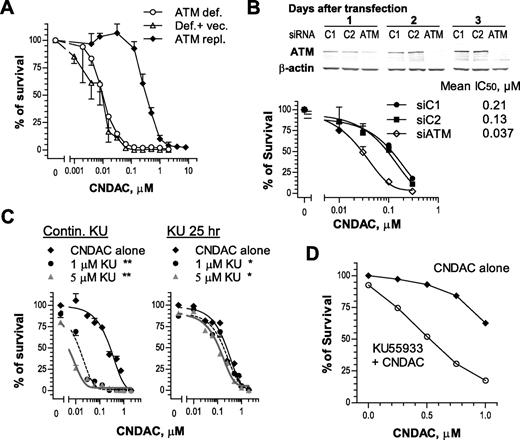 Figure 5. ATM is essential for cell survival in response to CNDAC. (A) AT-C (○, ATM-deficient), AT-V (Δ, AT-C transfected with vector), and AT-AT (♦, AT-C repleted with full-length ATM cDNA) cells were exposed to a range of concentrations of CNDAC for 24 hours and incubated for 10 to 11 days after washing out of drugs to allow colonies to grow. (B) p53+/+ HCT116 cells were transfected with siRNAs described in “Depletion of ATM by small interfering RNA,” and ATM protein levels were monitored by immunoblotting for 3 days. Cells were replated for clonogenic assay 1 day after transfection. Cells were exposed to CNDAC for 24 hours and incubated for 5 to 7 days after washing. (A-B) Representative data of 3 independent experiments. Points are mean ± SD of triplicate plates. (C) OCI-AML3 cells were treated with KU55933 (1μM or 5μM) 1 hour before addition of CNDAC at a variety of concentrations. Cells were incubated for an additional 24 hours before being washed into drug-free medium. Subsequently, cells were counted and diluted into methylcellulose with KU55933 (left) or drug-free medium (right) to form colonies in 8 to 9 days. The survival curves in each panel are mean ± SD values from 1 of 3 independent experiments. *P < .05; **P < .01 versus CNDAC alone. (D) AML primary cells from archived samples were incubated with KU55933 (2.5μM) 1 hour before addition of CNDAC at the indicated concentrations. Drugs were continuously present in methylcellulose medium during formation of colonies in 5 to 6 days. The survival curves are mean values of 4 patient samples (13-16), each with triplicates.