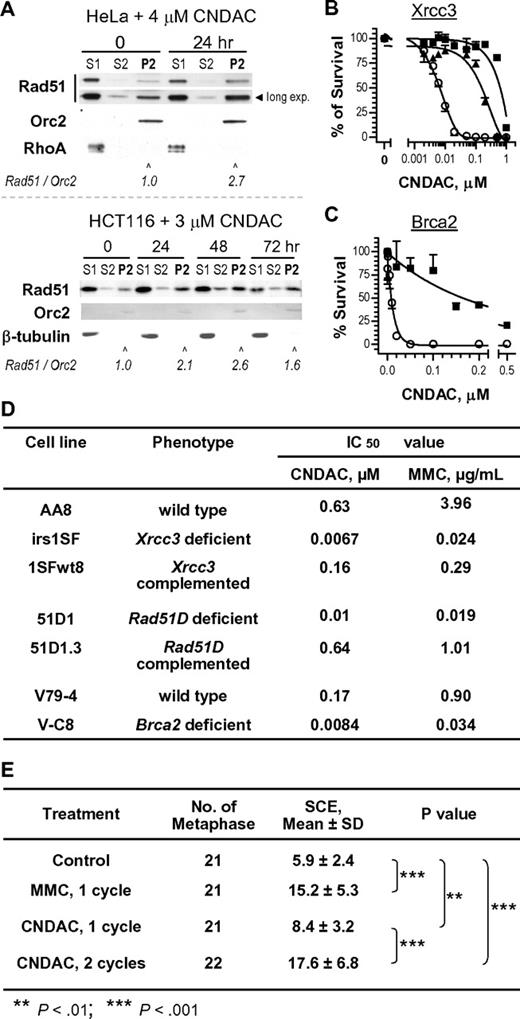 Figure 6. CNDAC-induced DNA damage is repaired through the homologous recombination pathway. (A-C) Rad51 and its 2 interacting proteins, Xrcc3 and Brca2, are involved in DNA damage response to CNDAC. (A) Exponentially growing HeLa (top) and HCT116 cells (bottom) were incubated with 4μM and 3μM CNDAC for 24 hours and 72 hours, respectively. Cells were harvested at indicated times and subjected to subcellular fractionation. Fractions: cytoplasmic (S1), nuclear soluble (S2), and chromatin binding (P2). Rad51, Orc2, and RhoA or β-tubulin in the indicated fractions were detected by immunoblotting. (B) AA8 (■, wild-type), irs1SF (ο, Xrcc3-deficient), and 1SFwt8 (▴, hXRCC3-complemented) cells were washed into drug-free medium after a 24-hour exposure to CNDAC at a range of concentrations and allowed to form colonies in 6 to 7 days. (C) V79 (■, wild-type) and V-C8 (ο, Brca2-deficient) cells were treated as in panel B. All points are mean ± SD of triplicate plates. (D) IC50 values of CNDAC and mitomycin C from clonogenic assays using paired hamster lines. (E) CNDAC induces higher levels of SCEs after the second S phase. Continuously exposed to bromodeoxyuridine, AA8 cells were treated with 1μM CNDAC for either 15 hours (1 cell cycle) or for 30 hours (2 cycles). Colcemid was added in the final 1.5 hours. Quantitation of SCEs was performed in a minimum of 20 metaphases per sample.