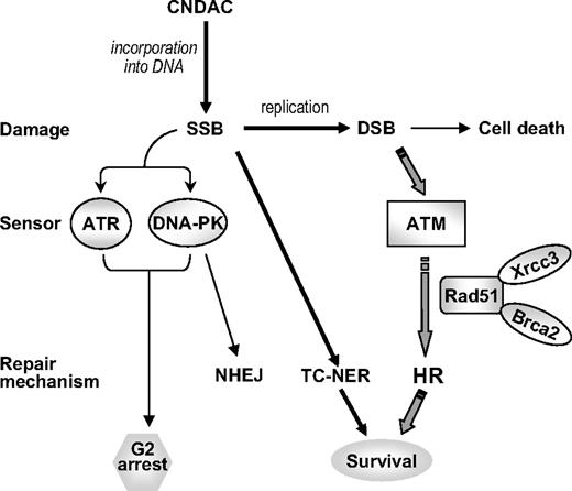 Figure 7. A model for DNA repair proteins in response to CNDAC-induced DNA damage.
