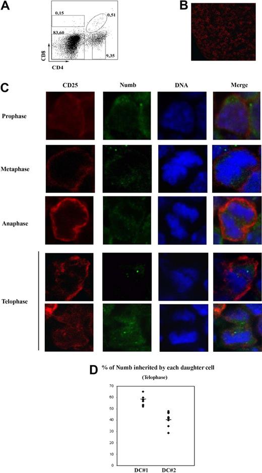 Figure 1. Asymmetric Numb segregation in dividing thymocytes. (A) CD4 and CD8 expression in fetal thymocytes of WT mice, analyzed by flow cytometry. Numbers represent percentages of CD85P; DP, CD45P, and DN subpopulations (clockwise from top left). (B) Confocal image of a 15-day fetal frozen WT thymus stained with CD25. (C) Confocal images of mitotic WT fetal thymocytes stained with antibodies against Numb (green), CD25 (red), and treated with TOPRO-3 iodide (blue). The images are representative of at least 3 independent experiments. (D) Percentage of Numb protein contained in each daughter cell at the telophase stage. Quantification of Numb signal was performed as indicated in “Quantification of fluorescent staining in z-stacks of dividing cells.” DC #1 and #2 represent the daughter cells that inherited more and less Numb on each z-stack, respectively. A total of 10 telophases were analyzed. Average standard deviation for DC#1 and DC#2 = 10.31. Horizontal lines represent avarage values.