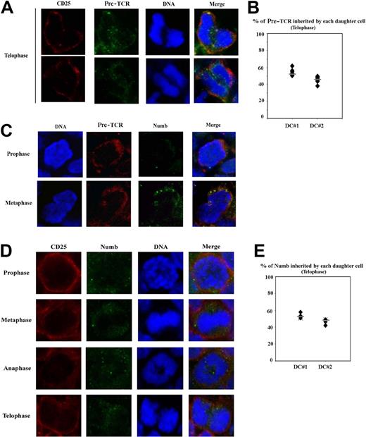 Figure 2. Symmetric pre-TCR segregation in dividing thymocytes. (A) Confocal images of WT fetal mitotic thymocytes at the telophase stage stained with antibodies against CD25 (red), pre-TCR (green), and treated with TOPRO-3 iodide (blue). (B) Percentage of pre-TCR protein contained in each daughter cell at the telophase stage. Quantification of Numb signal was performed as indicated above. A total of 10 telophases were analyzed. Average standard deviation for DC#1 and DC#2 = 4.81. (C) Confocal images of WT fetal mitotic thymocytes at the prophase (top) and metaphase (bottom) stages stained with antibodies against pre-TCR (red), Numb (green), and treated with TOPRO-3 iodide (blue). (D) Confocal images of mitotic Rag2−/− thymocytes in prophase, metaphase, anaphase, and telophase stages stained with antibodies against CD25 (red), Numb (green), and treated with TOPRO-3 iodide (blue). The images are representative of at least 3 independent experiments. (E) Percentage of Numb protein contained in each daughter cell at the telophase stage of Rag2−/− thymocytes. Quantification of Numb signal was performed as indicated above. A total of 6 telophases were analyzed. Average standard deviation for DC#1 and DC#2 = 3.79. Horizontal lines in panels B and E represent average values.