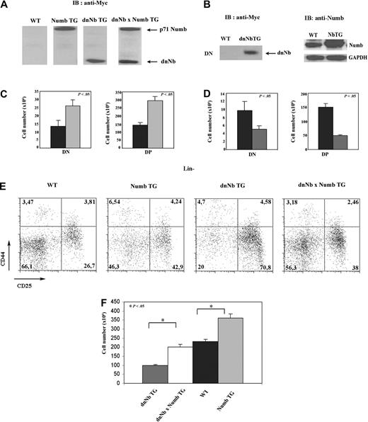 Figure 3. Levels of functional Numb correlate with thymus cellularity. (A) Western blot analysis, using an anti-Myc tag antibody, of dnNb and p71 Numb expression in thymus of WT, Numb TG, dnNb TG, and dnNb × Numb TG mice. (B) Western blot analysis, using an anti-Myc tag (left) or anti-Numb (right) antibody, of dnNb and Numb expression in DN thymocytes of WT, dnNb, and Numb TG mice. (C) Absolute numbers of DN and DP cell subsets in thymus of WT (black) and Numb TG (gray) mice; N = 5 (WT), 7 (Numb TG). (D) Absolute numbers of DN and DP cell subsets in thymus of WT (black) and dnNb TG (gray) mice; N = 5 (WT), 6 (dnNb TG). (E) CD25 and CD44 expression in Lin− thymocytes of 4-week-old WT, Numb TG, dnNb TG, and dnNb × Numb TG mice. Quadrants represent DN1, DN2, DN3, and DN4 subpopulations (clockwise from top left to bottom left). (F) Total cell numbers in dnNb TG (gray), dnNb × Numb TG (white), WT (black), and Numb TG (light gray) adult thymi; N = 12 (Numb TG), 7 (dnNb × Numb TG), 12 (WT), 12 (Numb TG). Means ± SD of at least 3 independent experiments are plotted.