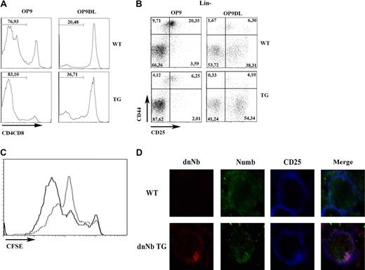 Figure 4. Proliferation block in DN thymocytes of dnNb TG mice. (A) Maturation of WT and dnNb TG fetal (15 days) thymocytes to the DP stage after 6 days of coculture with OP9 or OP9-Δ-like cells. The DP stage was monitored by expression of CD4 and CD8. (B) Differentiation of WT and dnNb TG fetal DN thymocytes after 6 days of coculture with OP9 or OP9-Δ-like. Lin− thymocytes were stained with CD44 and CD25. Quadrants represent DN1, DN2, DN3, and DN4 subpopulations (clockwise from top left to bottom left). (C) CFSE expression in fetal thymocytes of WT (solid line) or dnNb TG (broken line) mice cultured for 6 days over OP9-Δ-like cells. (D) Confocal images of fetal thymocytes of WT (top) and dnNb TG (bottom) mice stained with Numb (green), dnNb (anti-Myc; red) and CD25 (blue). Data are representative of at least 3 independent experiments.