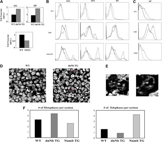 Figure 5. Increased surface pre-TCR levels, apoptosis, and premature differentiation in dnNb TG thymocytes. (A) Hes-1 gene expression levels, measured by RT-PCR, in WT (black) and dnNb TG (gray) thymocytes (top), or WT (black) and Numb TG (gray) T cells (bottom). (B) Pre-TCR (top), CD5 (middle), and Annexin V (bottom) flow cytometric measurement of DN3, DN4, or total DN WT or dnNb TG thymocytes; WT (solid line) and dnNb TG (broken line). (C) Pre-TCR (top), CD5 (middle), and CD25 (bottom) flow cytometric measurement in WT or dnNb TG DP thymocytes; WT (solid line) and dnNb TG (broken line). (D) Confocal images of fetal thymic frozen sections treated with TOPRO-3 to detect DNA. Apoptotic nuclei are marked with red arrows. (E) High magnification images of the nuclei marked with red arrows in panel D. (F) Average number of metaphases (left) and telophases (right) per fetal thymic section of WT (black), dnNb TG (dark gray), or Numb TG (light gray) mice. All data are representative of at least 3 independent experiments.