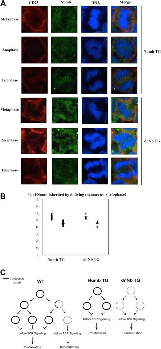 Figure 7. Symmetric Numb segregation in Numb and dnNb TG DN thymocytes. (A) Confocal images of mitotic Numb TG (top) or dnNb TG (bottom) fetal thymocytes at metaphase, anaphase, and telophase stages stained with antibodies against CD25 (red), Numb (green), and treated with TOPRO-3 iodide (blue). The images are representative of at least 3 independent experiments. (B) Percentage of Numb inherited by each daughter cell at the telophase stage in Numb TG (●) and dnNb TG (▴) mice. A total of 10 (Numb TG mice) and 6 (dnNb TG mice) z-stacks were analyzed. Average standard deviation for DC#1 and DC#2 = 5.11 (Numb TG), 6.22 (dnNb TG). Horizontal lines represent average values. (C) A model of Numb influence on thymocyte decisions.
