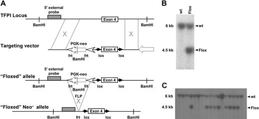 Figure 1. TFPI targeting vector with 5′ DNA probe Southern blot screening. (A) Schematic representation of the introduction of the targeting vector and subsequent removal of the PGK-NEO cassette using flippase-mediated flippase recombination target site. (B) 129Sv/J embryonic stem cells were screened for successful targeting of TFPI exon 4 using Southern blot analysis that used a 5′ DNA probe differentiating wild-type and floxed alleles. (C) Germline transmission of the targeting vector was also assessed using Southern blot screening.