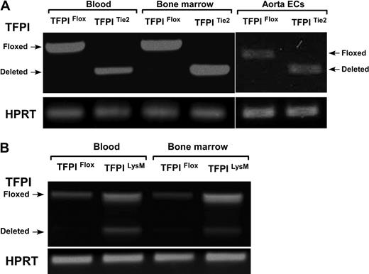 Figure 2. Transcriptional efficiency of Cre-mediated deletion. (A) Tie2-directed deletion of TFPI-K1 had high-efficiency deletion of TFPI-K1 in vascular endothelial cells, bone marrow cells, and circulating blood cells. (B) LysM-directed deletion resulted in partial deletion of TFPI-K1 in cells from whole blood and bone marrow.