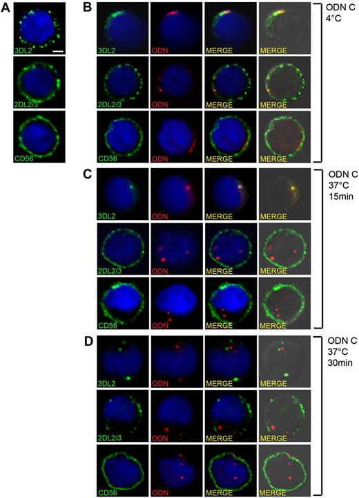 Figure 4. Visualization of KIR3DL2-ODN interaction in NK cells. Confocal microscopy analysis of NK cells untreated (A) or incubated with 5 μg of TxRed-ODN (red) for 30 minutes at 4°C (B), or for 15 or 30 minutes at 37°C (C-D). Cells were then stained for KIR3DL2, KIR2DL2/S2/L3, or CD56 (green), as indicated. Images are single confocal sections taken with a 60× objective. Scale bar represents 2 μm. Quantitative colocalization analysis was performed to compare panels C and D, and it provided the following Mander coefficients of colocalization: 0.9 ± 0.04 (C), 0.56 ± 0.07 (D); P < .001.