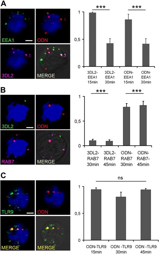 Figure 5. ODN traffics through early and late endosomes and associates with TLR9. Confocal microscopy analysis of NK cells incubated with 5 μg of TxRed-ODN (red) for 15, 30, or 45 minutes at 37°C. Cells were then stained for (A) EEA-1 (green) and KIR3DL2 (purple), (B) KIR3DL2 (green) and Rab7 (purple), or (C) TLR9 (green), as indicated. Images are single confocal sections, taken with a 60× objective, showing NK cells incubated with ODN for 15 minutes (A,C) or 30 minutes (B). Scale bar represents 2 μm. Quantitative colocalization analysis expressed as Mander coefficients of colocalization is shown. ***P < .001 was considered significant.