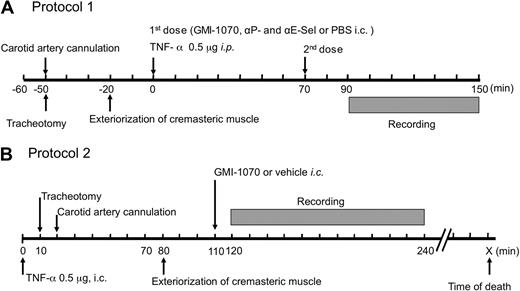 Figure 1. Schematic representation of intravital microscopy protocols. (A) In protocol 1, after anesthesia and surgical preparations, SCD mice were injected intraperitoneally (i.p.) with murine TNF-α (time 0) and then immediately with GMI-1070, or an antibody mixture containing anti–P- and –E-selectin monoclonal antibodies, or PBS through an intracarotid artery catheter (i.c.). To ensure activities of the selectin antagonist during the entire course of studies, SCD mice received a second dose of antagonists or vehicle controls 70 minutes after the first injection (T70). Images of the cremasteric venules under intravital microscopy were recorded between the time points of 90 and 150 minutes (T90 → T150). During filming, the hemodynamic parameters, including centerline velocity, venular diameter, and shear rate, were measured. (B) Protocol 2 was designed to assess the therapeutic effects of GMI-1070 on SCD mice with ongoing acute veno-occlusive crisis primed by TNF-α. SCD mice were infused with GMI-1070 at 110 minutes after animals were challenged with TNF-α (time 0). Images were recorded in the 2-hour interval between 120 and 240 minutes (T120 → T240) after the administration of GMI-1070.