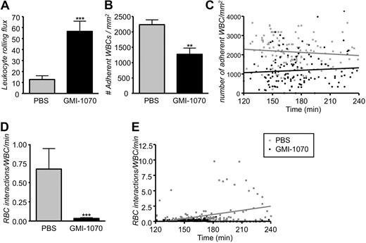 Figure 7. Administration of GMI-1070 after the inflammatory challenge produces the same biologic effects. Mice were treated with GMI-1070 or PBS as per protocol 2. (A) Leukocyte rolling flux (cells rolling per minute) was significantly elevated greater than 4-fold increase in SCD mice treated with GMI-1070; ***P < .001. (B) Recruitment of adherent leukocytes was severely inhibited in GMI-1070–treated SCD mice compared with PBS-treated SCD mice; **P < .01. (C) Scatter plots of the number of adherent leukocytes during the experimental period. Each dot represents data obtained from a single venule. GMI-1070 rapidly reduced the number of adherent leukocytes, compared with the PBS control group, but the number of adherent leukocytes remained almost unchanged over time after TNF-α exposure in both PBS-treated control (gray regression line) and GMI-1070–treated mice (black regression line). (D) Interactions between circulating RBCs and adherent leukocytes were abrogated (∼ 95% reduction) in SCD mice infused with GMI-1070. ***P < .001. (E) Scatter plots of the number of interactions between RBCs and adherent leukocytes during the experimental period. Each symbol represents data from a single venule. The increase in RBC-WBC interactions over time after TNF-α exposure was abrogated by the GMI-1070–treated compared with PBS-treated control mice. The gray and black regression lines represent PBS-treated and GMI-1070–treated mice, respectively.