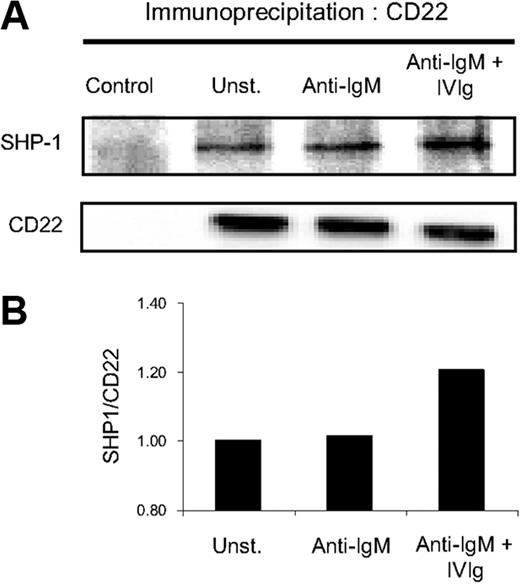 Figure 5. IVIg binding to CD22 enhances SHP-1 recruitment. (A) Tonsillar B cells were incubated with anti-IgM–coated beads in the presence or absence of IVIg for 20 minutes at 4°C and 3 minutes at 37°C before lysing the cells. Lysates were incubated with anti-CD22 and protein G-coated Sepharose beads and immunoprecipitates analyzed by WB using anti-CD22 or anti–SHP-1 Ab. Nonstimulated B cells (Unst.) are shown as control. (B) The degree of coprecipitation is presented as a ratio of intensity of SHP-1 band/intensity of CD22 band.