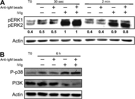 Figure 6. IVIg modulates the MAPK pathway. Tonsillar B cells were incubated with anti-IgM–coated beads in the presence or absence of IVIg for 30 seconds or 2 minutes before lysis. Total cell lysates were prepared for WB using anti-phospho ERK1 and anti-phospho ERK2 (A) or anti-phospho p38 and anti-PI3K (B) Abs. Values indicate relative density of the WB bands normalized to that obtained for β-actin. Data are representative of 3 separate experiments.