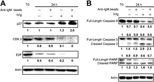 Figure 7. Effect of IVIg on cell cycle protein expression and apoptosis. Tonsillar B cells were incubated with anti-IgM–coated beads in the presence or absence of IVIg for 24 hours before lysis. Total cell lysates were separated and stained in WB with (A) anti-p27, anti-CDK2 and anti-E2F Abs, and (B) anti–caspase 9, anti–caspase 3, and anti-PARP Abs. Values indicate relative density of the bands normalized to that obtained for β-actin. Data are representative of 3 independent experiments.