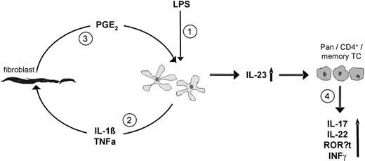 Figure 7. Model how fibroblasts could stimulate IL-23 secretion from preactivated DCs resulting in expansion of Th17 cells. (1) Preactivation of DC (LPS). (2) Then, DCs secrete IL-1β and TNF-α, which stimulate fibroblasts. (3) Stimulated fibroblasts secrete PGE2, which acts on DCs and therewith increases their IL-23 production. (4) Through the action of elevated IL-23, CD3+ (Pan), CD4+, and CD4+CD45RO+ (memory) TCs are supported to produce IL-17A, IL-22, and to express RORγt as well as to secrete IFN-γ.