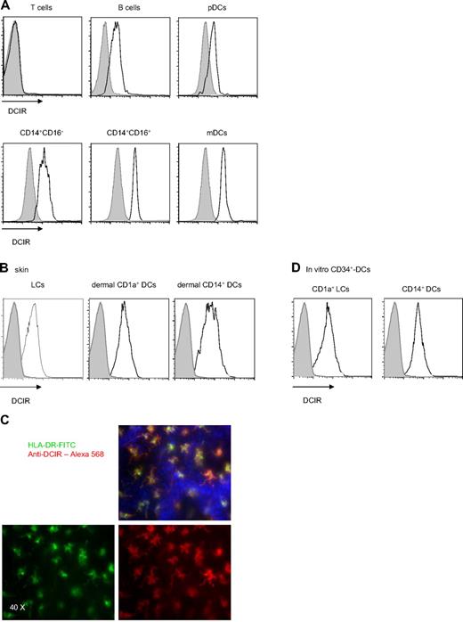 Figure 1. Cellular distribution of DCIR. (A) Flow cytometry analysis of DCIR expression on peripheral blood mononuclear cells. Circulating mononuclear cells were stained with 10 μg/mL anti-DCIR mAb followed by phycoerythrin-conjugated goat anti–mouse IgG. Cells were incubated with anti-CD19, anti-CD4, anti-CD8 (for lymphocytes), anti-CD16, anti-CD56 (for NK cells) not shown, anti-CD14 mAb (for monocytes), or with anti-CD11c, anti–HLA-DR, and anti-CD123 mAb (for pDCs or mDCs) and analyzed by flow cytometry. Data are representative of 3 independent experiments performed on 3 different donors. (B) Expression analysis of DCIR by flow cytometry on skin-derived DC subsets: epidermal LCs, dermal CD1a+ DCs, and dermal CD14+ DCs. (C) Human epidermal sheets, stained with anti-DCIR and analyzed by fluorescence microscopy, revealed the expression of DCIR on HLA-DR+ LCs. Image was captured using an Olympus BX51 microscope with Planapo 40×/0.95 dry objective, Photometrics Coolsnap HQ camera, and Metamorph software Version 6.2r6. Channel separation was done in Adobe Photoshop CS. (D) Expression analysis of DCIR by flow cytometry on CD34+-derived DC subsets CD1a+ LCs and CD14+ DCs.