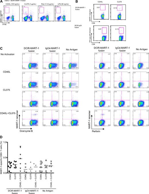 Figure 7. TLR7/8-signaling enhances DCIR-mediated primary CD8+ T-cell response by mDCs. (A) Blood-derived mDCs from an HLA-A201+ donor were targeted with 17nM of anti–DCIR-MART-1 or a control IgG4-MART-1 fusion proteins, activated with CD40L (100 ng/mL), CL075 (1 μg/mL), poly I:C (5 μg/mL), or LPS (50 ng/mL) and cocultured with autologous naive CD8+ T cells for 10 days. The expansion of MART-1–specific CD8+ T cells was measured with a specific HLA-A201-MART-1(26-35) tetramer. Data are of 2 independent experiments with 2 different donors. (B) Blood-derived mDCs from an HLA-A201+ donor were targeted with 30nM of anti–DCIR-MART-1 fusion protein or anti–DCIR-p24, activated with either CD40L or TLR7/8 agonists, and cocultured with autologous naive CD8+ T cells for 10 days. (Top panel) The proportions of HLA-A201-MART-1(26-35) peptide tetramer-positive CD8+ T cells expanded by purified blood mDCs cultured with anti–DCIR-MART-1 fusion protein and activated with either CD40L or TLR7/8 agonist. (Bottom panel) The proportions of HLA-A201-HIV gag p24(151-159) peptide tetramer-positive CD8+ T cells expanded by purified blood mDCs targeted with anti–DCIR-p24 fusion protein and activated with either CD40L or TLR7/8 agonist. Data are of 2 independent experiments with 2 different donors. (C) The expression of intracellular effector molecules Granzyme B and perforin was assessed by flow cytometry on CD8+ T cells primed by IFN-α DCs targeted with 10nM of anti–DCIR-MART-1 or IgG4-MART-1 fusion proteins and activated with CD40L, CL075, or a combination of CD40L and CL075. The expression on the antigen specific MART-1(26-35)-positive cells was analyzed by co staining with the corresponding HLA-A201-tetramer. Data are representative of 2 independent experiments. (D) The frequency of MART-1–specific CD8+ T cells, as measured with a specific HLA-A201-MART-1(26-35) tetramer, after expansion with anti–DCIR-MART-1–targeted DCs that were activated with CD40L, TLR7/8 ligand, or a combination of CD40L and TLR7/8 ligand. IgG4-MART-1 fusion protein or no antigen conditions served as controls. Each dot represents a single experiment. (E top panel) IFN-α DCs were targeted with 17nM of anti–DCIR-MART-1 or a control IgG4-MART-1 fusion proteins, activated with CD40L (100 ng/mL), CL075 (1 μg/mL), poly I:C (10 μg/mL), or LPS (50 ng/mL) and cocultured with autologous naive CD8+ T cells. Ten days later, cells were restimulated with fresh DCs that were loaded with 15mer overlapping peptides derived from the MART-1 protein. Plots show the level of intracytoplasmic IFN-γ by CD8+ T cells after 5-hour stimulation in the presence of monensin. Data are representative of 3 independent experiments. (Bottom panel) Anti–DCIR-p24 or a control IgG4-p24 fusion proteins were used as a model antigen. (F) IFN-α DCs were targeted with 113nM anti–DCIR-MART-1 fusion protein activated with either CD40L (100 ng/mL) or CL075 (1 μg/mL) and cocultured with autologous naive CD8+ T cells. Ten days later, cells were restimulated with fresh DCs that were loaded with 15mer overlapping peptides derived from the MART-1 protein. The levels of IL-4, IL-5, IL-13, IFN-γ, TNF-α, and IL-12p40 were measured by Luminex in the culture supernatant after 24 hours. The graph represents mean ± SD; n = 3. (G) IFN-α DCs were targeted with 10nM anti–DCIR-MART-1 (▴) or a control IgG4-MART-1 () fusion proteins activated with either CD40L (100 ng/mL) or CL075 (1 μg/mL), or a combination of CD40L and CL075 and cocultured with autologous naive CD8+ T cells. Coculture in the absence of an antigen served as an additional control (□). Ten days later, cells were restimulated with fresh IFN-α DCs that were loaded with MART-1 fusion protein and analyzed by flow cytometry for their intracellular cytokine production. Graphs show the frequency of IFN-γ (left panel) and IFN-γ+TNF-α+ (right panel) producing CD8+ T cells primed by DCIR-targeted, or control IFN-α DCs after 5-hour restimulation in the presence of monensin and 0.25 μg/mL of anti-CD28/CD49d mAb (n = 3).