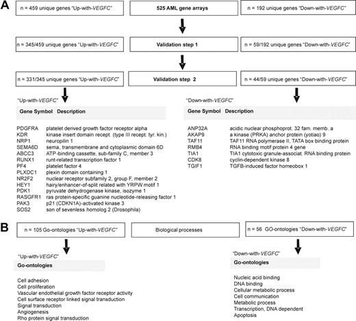 Figure 4. Genes and GOs distinguishing AML samples with a high versus low VEGFC mRNA expression level. (A) The transcriptome of 262 adult AML samples with high VEGFC was compared with the transcriptome of 262 adult AML samples with low VEGFC mRNA expression level. This comparison showed 459 unique genes that were higher expressed in the high VEGFC group (Up-with-VEGFC group), and 192 unique genes that were lower expressed in the high VEGFC group (Down-with-VEGFC group) at the significance level of P < .001. The GEP cohort of 100 pediatric AML samples was used to validate the differentially expressed unique genes between samples with high versus low VEGFC (ie, validation step 1). Hereafter, an independent publicly available cohort of 180 adult AML samples was used (ie, validation step 2).20 After 2 validation steps 331 unique genes were found to be higher expressed in patients with AML with high compared with low VEGFC, and 44 unique genes were found to be lower expressed in patients with AML with high VEGFC compared with patients with AML with low VEGFC. (B) Biologic processes (represented by GOs) enriched among the 331 (Up-with-VEGFC) and 44 (Down-with-VEGFC) differentially expressed unique genes showed 105 significantly Up-with-VEGFC and 56 significantly Down-with-VEGFC GOs at the significance level of P < .05.