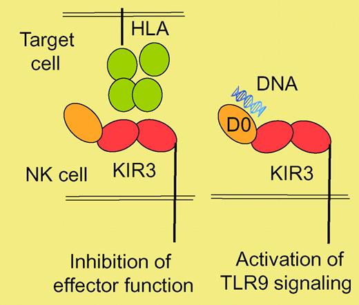 Diversity in KIR ligands and function KIRs inhibit NK cells effector functions upon the interaction with HLA molecules expressed on putative target cells. Using the membrane distal D0 domain, certain KIRs are now shown to bind DNA and activate TLR9 signaling in NK cells. Note that most KIRs are monomeric but that KIR3DL2 is actually a homo-dimeric receptor.