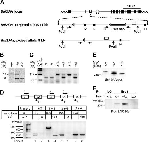 Figure 1. Generation of Baf250aE2E3/E2E3 mouse strain. (A) Baf250a targeting strategy. Top, Baf250a locus (NM_001080819_MGI:1935147_Arid1a). Middle, the targeted allele before Cre-mediated excision. Bottom, the recombined Baf250aE2E3 allele. Exons (■), LoxP sites (▴), primers for PCR-based genotyping (numbered horizontal arrows), and 3′ external genomic probe (□) are shown. Positions of PvuII restriction sites are also denoted. (B) Southern blot analysis of Baf250a modification. DNA isolated from embryonic tissues was digested with PvuII, which cuts outside of the targeted region to generate a 11.6 kb WT and a 7.9 kb Baf250aE2E3 bands recognized by the 3′ probe depicted in Figure 1A. (C) PCR-based amplifications of Baf250aE2E3 allele. The primer pair 1 + 3 generates a 210-bp fragment identifying the excised Baf250aE2E3, and primers 2 + 3 pair generate the 90-bp WT fragment. Positions of primers are denoted in Figure 1A. (D) Quantitative RT-PCR–based analysis of Baf250aE2E3 mRNA. Note the absence of RT-PCR signal for homozygous Baf250aE2E3 cells when using primers positioned in exons 2 or 3, and the 172-bp segment amplified with primers in exons 1 and 4. Top, schema of primer positions. Bottom, amplicons generated by the denoted primer pairs. (E) Western blot analysis of BAF250a levels in WT, Baf250aE2E3, and Baf250aE2E3/E2E3 embryonic fibroblasts. The BAF250a antibody recognizes the approximately 280 kDa WT, and approximately 250 kDa mutated BAF250a proteins. (F) BAF250aE2E3 protein interacts with Brg1. Anti-Brg1 antibody coimmunoprecipitates WT and mutated BAF250a.