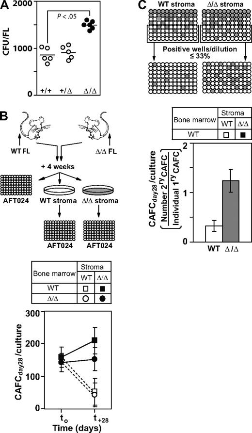 Figure 4. Baf250aE2E3/E2E3 stromal cell cultures support the in vitro self-renewal of progenitor/stem cell populations. (A) Enumeration of mesenchymal stem/progenitor cells in WT, Baf250aE2E3/+, and Baf250aE2E3/E2E3 FL cell populations. Each circular symbol represents individual FL population. Note the statistically significant difference between the WT, or Baf250aE2E3/+, and the Baf250aE2E3/E2E3 FL (unpaired t test, and 2-tailed P value determined). (B) Maintenance of CAFCday28 in the presence of WT or Baf250aE2E3/E2E3 stromal cells. Primary stromal cell cultures (4-cm - 10-cm dishes for each genotype) were established using pools of 4 FL cell populations. BM cells isolated from recipients of WT or Baf250aE2E3/E2E3 FL (2 recipients per genotype, > 85% of donor-derived PBL) were cocultured with stromal cell cultures for 28 days. CAFCday28 frequency at the beginning of experiment (t0), or after 28-day maintenance in stromal cocultures, were determined by plating an aliquot of the input BM cells, or entire cellular content of the stromal cocultures, at limit dilution on pre-established AFT024 cell layers. Results are mean (± SD), of 2 independent experiments performed in duplicate and are presented as the number of CAFC per 3 × 107 input BM cells. (C) Baf250aE2E3/E2E3 stromal cell cultures support self-renewal of progenitor/stem cell populations. WT BM cells were seeded at limit dilution on pre-established WT or Baf250aE2E3/E2E3 stromal cell layers in 96-well trays (4 independent stromal cell cultures for each genotype). After 4-week coculture, all wells estimated to comprise a single cobblestone area were replated on freshly established WT or Baf250aE2E3/E2E3 stromal cell layers, and the frequency of secondary CAFCday28 was determined after additional 4-week maintenance.