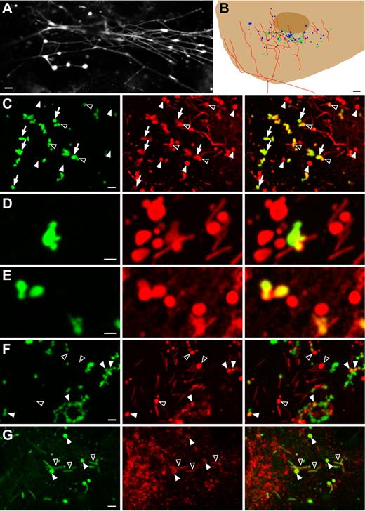 Figure 1. Intra- and extracellular VWF dots in PMA-stimulated endothelial cells. Human umbilical vein endothelial cells (HUVECs) were secretagogue-challenged for 20 minutes with 80nM phorbol 12-myristate 13-acetate (PMA). (A) Immunolabeling of extracellular von Willebrand Factor (VWF; cells were fixed but not permeabilized) shows VWF dots and VWF strings. The dots, which tend to cluster, appear to give rise to the strings. Scale bar is 2 μm. (B) Schematic drawing of part of a HUVEC labeled postfixation and postpermeabilization for VWF. The elongated Weible-Palade bodies (WPBs; green) that have not been exocytosed during the 20 minutes of stimulation are present in the same area as the VWF dots (blue). Most filaments (red) emanate from the same area as well. Scale bar represents 3 μm. (C) Anti-VWF antibodies present during secretagogue challenge prevented formation of VWF strings but not of VWF dots (green channel, left panel). Following fixation and permeabilization, a second VWF antibody (red channel, middle panel) used to label intracellular VWF revealed additional VWF dots that were not labeled with the extracellular anti-VWF antibodies. The right panel depicts the overlay of the green and red channels. Closed arrowheads indicate VWF dots that were not accessible to the extracellular anti-VWF antibodies, open arrowheads indicate partially accessible VWF dots, and arrows indicate fully accessible VWF dots. Scale bar is 2 μm. (D-E) Close-ups of VWF dots labeled extra- or intracellularly (green and red channels, respectively), showing clusters of dots with WPBs. Note that some VWF dots were only partially accessible to the extracellular label. Scale bar is 1 μm. (F) Double-labeling with anti-VWF antibodies during secretagogue challenge (green channel, left panel) and antipropeptide antibodies after fixation and permeabilization (red channel, middle panel). Some VWF dots were also immunoreactive for the propeptide (closed arrowheads), while not all propeptide dots were accessible to the extracellular VWF antibodies (open arrowheads). Scale bar is 2 μm. (G) Double-labeling with anti-VWF (green channel, left panel) and anti-CD63 (red channel, middle panel) antibodies. CD63 labeled WPBs (open arrowheads) and VWF dots (closed arrowheads). Scale bar is 2 μm. All images were acquired with a Leica SL confocal laser-scanning microscope, using a 63× oil-immersion objective with a numeric aperture of 1.40 (Leica HCX PL APO). Fluorochromes used were FITC (conjugated to sheep anti-VWF antibodies; green channel) and Alexa Fluor 568 (conjugated to secondary goat anti–rabbit or goat anti–mouse antibodies; red channel). Minor adjustments of dynamic range (linear adjustments only) were carried out in Adobe Photoshop.