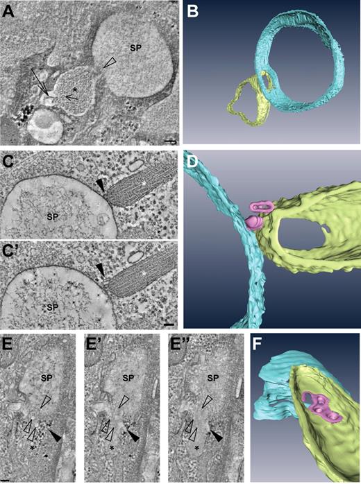 Figure 5. Fusion of WPBs with secretory pods revealed by electron tomography. (A) Digital slice through an electron tomogram of a WPB (asterisk) fusing with an SP. Note the presence of VWF tubules (short arrow), one of which appears to unfurl (long arrow). (B) Three-dimensional model of the tomogram shown in panel A. (C-D) Example of an SP making contact with a WPB via nanovesicles. (C,C′) Two digital slices through a tomogram showing the nanovesicles (arrowhead) intercalated between the WPB (asterisk) and SP. (D) Three-dimensional model of the tomogram shown in panels C and C′. (E-F) Nanovesicles fusing with a WPB and SP. (E-E″) Series of digital slices through a tomogram of a WPB (asterisk) in the process of fusing with an SP. Open arrowheads indicate nanovesicles whereas the black arrowhead points toward an electron lucent area interposed between the WPB delimiting membrane and the tubular matrix. (F) Three-dimensional model of the tomogram shown in panels E to E″. Scale bars represent 100 nm. Tilt series for tomographic reconstruction were acquired with an FEI Tecnai 12 TEM at 120 kV and using an FEI Eagle 4kx4k CCD camera.