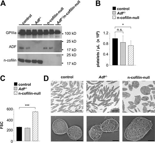 Figure 1. n-cofilin–null platelets are markedly increased in size. (A) Whole platelet proteins were separated by sodium dodecyl sulfate–polyacrylamide gel electrophoresis and immunoblotted with anti-ADF or anti–n-cofilin antibodies. GPIIIa was used as a loading control. Results from 2 individual mice per group (control, Adf−/−, n-cofilin–null) are shown. For the analysis of ADF/n-cofilin–null platelets, pooled platelet lysates were prepared from 6 mice. (B-C) Fluorescence-activated cell sorter analyses. (B) Peripheral platelet counts in control, Adf−/− and n-cofilin–null mice. Values are mean ± SD (n = 6). n.s. indicates not significant. *P < .05. (C) Platelet size of control, Adf−/− and n-cofilin–null platelets. Values are mean ± SD (n = 6). ***P < .001. FSC indicates forward scatter. (D) TEM analysis of resting platelets (top panel). Scale bar represents 2 μm. Visualization of the cytoskeleton of resting platelets on poly-L-lysine (bottom panel). Scale bar represents 1 μm.