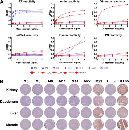 Figure 1. reactivity of MALT lymphoma–derived immunoglobulins. (A) Seven recombinant MALT lymphoma–derived IgMs (M5, M6, M8, M11, M14, M22, and M23), 2 unmutated CLL-derived IgMs (CLL46 and CLL55), 2 mutated CLL-derived IgMs (CLL9 and CLL19), and 1 IgM control anti-erythrocyte Rhesus D were tested for reactivity in ELISAs to IgG, ssDNA, insulin, lipopolysaccharide, actin, and vimentin, as described previously.2 The OD450 nm is plotted without subtraction of background OD450 nm. MALT lymphoma–derived Igs are represented by blue lines. Red lines represent control Igs. The 4 MALT lymphoma–derived RFs are represented by dashed blue lines. (B) Immunohistochemical stainings of human TMAs, containing 21 normal human tissues, with 7 recombinant MALT lymphoma–derived IgMs, one mutated CLL–derived IgM and one unmutated CLL–derived IgM. Displayed are kidney, duodenum, liver and muscle stained with 5 μg/mL of recombinant IgM, except for CLL55, which was used at 1 μg/mL. Staining was visualized using mouse anti–human IgM (clone MH15, Sanquin), followed by the Powervision+ detection system (ImmunoVision Technologies). Images were acquired with a Leica DM5000B microscope coupled to a Leica DFC500 camera (Leica Microsystems) at the original magnification of 200×.