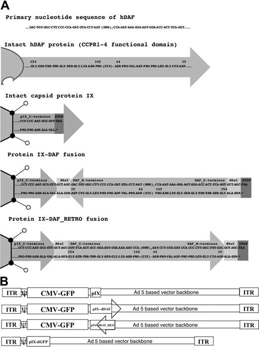 Figure 1. Schematic diagram of all Ad vectors constructed and used in our study. (A) Cloning strategy to design protein IX-DAF and pIX-DAF_REO is shown. Nucleotide (top) and amino acid (bottom) sequences are depicted, corresponding to 5 C-terminal amino acids of protein IX fused in-frame (using NheI enzyme, recognition sequence of which adds 2 amino acids “ALA-SER” flanking DAF or DAF_REO sequence), followed by DAF or DAF_REO sequence and stop codon. Only first and last 10 amino acids of human DAF or DAF_REO are shown. Note that natural display of human DAF protein from cell surface allows N-terminus to be exposed; however, when DAF is displayed from pIX in its natural form, C-terminus is protruding from Ad5 capsid and therefore oppose natural orientation of DAF. To overcome this limitation we have designed Ad5 vector capsid-displaying retro form of DAF (amino acids 35-354), which mimic natural orientation of DAF with N-terminus protruding from Ad5 capsid. Note that N-terminal amino acids for DAF become C-terminal for DAF_REO and vice versa. Numbers represent amino acids of native human DAF protein. (B) Genome maps of all Ads constructed are shown. Ad vectors were designed as described in “Adenovirus vector construction: incorporation of DAF in the C-terminus of protein IX.” Capsid protein IX is outlined as Ad capsid protein used for fusion with DAF or DAF_REO. Letter “d” before DAF or GFP defines that this peptide is capsid-displayed. DAF orientation is depicted; arrowhead represents DAF C-terminus. Note that naturally DAF N-terminus is protruding from cell membrane (DAF_REO orientation). Genomes are not drawn to scale. ITR indicates inverted terminal repeat; and CMV, cytomegalovirus.