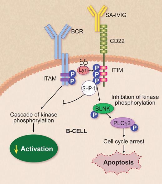 SA-IVIg targeting CD22 on B cells. BCR ligation initiates the activation of protein tyrosine kinases including Lyn, an Src family kinase that phosphorylates the ITAMs, leading to B-cell activation through cascade of kinase phosphorylation. Séïté et al1 proved that SA-IVIg coligation to CD22 promotes apoptosis via inhibiting the cascade of kinase phosphorylation in mature human tonsil B lymphocytes and in human Ramos lymphoma B-cell lines by inducing phosphorylation of ITIM. IVIg-CD22 decreases BCR-mediated signaling through down-modulation of tyrosine phosphorylation of Lyn and recruitment and activation of phosphatase SHP-1, which can then down-modulate BCR-dependent pathways, regulating BLNK and PLCγ2 activation. The latter results in cell-cycle arrest and up-regulation of cascade, leading to apoptosis. BCR indicates B-cell receptor; ITAM, immunoreceptor tyrosine-based activation motif; ITIM, immunoreceptor tyrosine-based inhibitory motif; P, phosphorylation; SHP-1, Src homology 2 domain-containing phosphatase-1; BLNK, B-cell linker protein; and PLCγ, phospholipase Cγ2. Professional illustration by Debra T. Dartez.