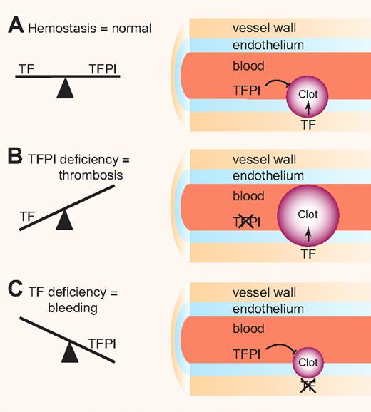Balance clotting. (A) Levels of the procoagulant protein TF and the anticoagulant protein TFPI must be balanced to maintain normal hemostasis. (B) TFPI deficiency in the endothelium results in increased clot formation. (C) TF deficiency in the vessel wall results in decreased clot formation. Professional illustration by Paulette Dennis.