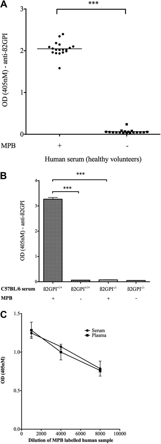 Figure 1. Evidence for naturally occurring free thiols in β2GPI in both serum and plasma. (A) Human serum samples (n = 18) were incubated with and without MPB, subjected to acetone precipitation (to remove free MPB), incubated on a streptavidin plate, and probed with the murine monoclonal anti-β2GPI antibody 4B2E7. MPB- and non–MPB-labeled samples probed with a murine immunoglobulin G2 isotype control consistently showed low background OD (405 nm) ≤ 0.1. (B) C57BL/6 β2GPI+/+ and β2GPI−/− murine sera (pooled samples; n = 4 mice in each group) were incubated with and without MPB and probed with a polyclonal rabbit anti-β2GPI antibody. (C) Serum and plasma drawn from the same venipuncture (healthy volunteer, age 37 years) were labeled with MPB, and the amount of reduced β2GPI was quantified with the use of the assay described above. Both serum and plasma samples gave the same readings as to amount of reduced β2GPI present. ***P < .001.