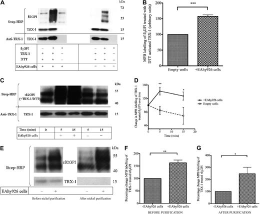Figure 2. Free thiol formation within β2GPI is enhanced within minutes on incubation with EAhy926 cells. (A-B) TRX-1/DTT–treated nβ2GPI incubated with EAhy926 cells results in an increase in MBP labeling compared with TRX-1/DTT–treated nβ2GPI incubated with empty wells (P ≤ .001; n = 4). (C-D) rβ2GPI (1μM) was pretreated with DTT-activated human TRX-1 (1.75μM) and then incubated in wells coated with and without EAhy926 cells for 0, 5, and 15 minutes. The rβ2GPI/TRX-1 mixture was then labeled with MPB after each respective incubation time. EAhy926 cells enhanced MPB labeling of TRX-1/DTT–treated rβ2GPI within 5 minutes (**P ≤ .007; n = 4) and was maintained at 15 minutes (*P ≤ .04; n = 4). (E) The rβ2GPI/TRX-1/DTT MPB-labeled mixture was then subjected to nickel chromatography, and the degree of relative MPB labeling of equal amounts of purified rβ2GPI from cell-coated and empty wells (750 ng of protein/lane) was determined with streptavidin–horseradish peroxidase (HRP). The loss of MPB-labeled TRX-1 after nickel purification confirms the efficiency of the rβ2GPI purification process. (F-G) The increase in MPB labeling of TRX-1/DTT–treated his-tagged rβ2GPI after cell incubation before nickel purification (**P ≤ .004; n = 3) is also observed after nickel purification (*P ≤ .04; n = 3). Membranes were stripped and probed with anti–TRX-1 to ensure equal protein loading between wells. rβ2GPI versus native β2GPI is approximately 7 kDa smaller because of nonmammalian glycosylation by insect cells.