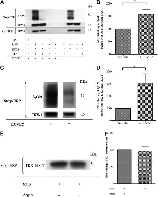 Figure 3. Amplification of free thiol content within TRX-1–treated nβ2GPI by HUVECs. (A-B) nβ2GPI (1μM) was pretreated with DTT (35μM) activated TRX-1 (1.75μM) for 1 hour and then incubated with HUVECs or empty wells. (C-D) rβ2GPI (1μM) was pretreated with TRX-R (10nM)/NADPH (200μM) activated TRX-1 (1.75μM) for 1 hour and then incubated with HUVECs or empty wells. The supernatant from each well was then labeled with MPB, transferred to a PVDF membrane, and probed with streptavidin–horseradish peroxidase (HRP). This confirmed that HUVECs are also capable of amplifying the free thiol content of (A-B) nβ2GPI pretreated with DTT-activated TRX-1 (mean enhancement ± SD, 58.1% ± 32.5%; *P ≤ .04; n = 3) and (C-D) rβ2GPI pretreated with TRX-R/NADPH–activated TRX-1 (207.6% ± 146.4%; *P ≤ .03; n = 4). Efficiency of MPB labeling of DTT (35μM) activated TRX-1 (1.75μM) was shown to be unaffected whether performed under argon or air; n = 2 (E-F).