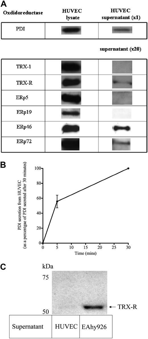 Figure 4. Multiple oxidoreductases secreted by unstimulated endothelial cells. (A) HUVECs grown to confluence on a 96-well plate, washed thoroughly, and then incubated with 30 μL/well of HBS buffer for 30 minutes at 37°C. HBS supernatant was then removed, and cells were lysed with a volume of lysis buffer equal to supernatant. Lysate neat (20 μL) or 20× concentrated HBS supernatant was then transferred to PVDF and probed for the relevant oxidoreductase. (B) HBS was incubated with HUVECs as above for 5 and 30 minutes, and neat supernatant was probed for PDI. Amount of PDI detected is expressed as arbitrary units. (C) HUVECs and EAhy926 cells were grown to confluence in parallel within the same 96-well plate, washed, and incubated with HBS buffer (30 μL/well) for 30 minutes. The buffer supernatant was then removed, and equal amounts of supernatant were transferred to PVDF membrane and probed with an anti–TRX-R antibody. A cell viability assay confirmed equivalent amounts of viable cells for HUVECs and EAhy926 cells. TRX-R was only detectable in HUVEC supernatant after concentration 20×, as shown in panel A. All blots are representative of 3 independent experiments.