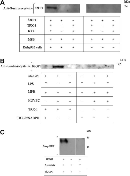 Figure 5. One or more free thiols generated within TRX-1–treated β2GPI undergoes S-nitrosylation. (A) nβ2GPI (1μM) pretreated with DTT (20μM) activated TRX-1 was then incubated with EAhy926 cells for 20 minutes at 37°C. Equal amounts of supernatant were then labeled with MPB and probed for the presence of S-nitrosocysteines. S-nitrosocysteine formation within TRX-1–treated nβ2GPI is detected only after incubation with endothelial cells. (B) nβ2GPI (1μM) pretreated with TRX-R/NADPH–activated TRX-1 was incubated for 20 minutes at 37°C with unstimulated HUVECs, HUVECs pretreated with lipopolysaccharide (LPS; 100 ng/mL for 20 hours at 37°C) or with empty wells. S-nitrosocysteine formation was detected only in TRX-1–treated β2GPI and only after incubation with preactivated HUVECs. (C) rβ2GPI (1μM) pretreated with DTT-activated TRX-1 was then incubated with S-nitrosogluathione (GSNO). Free thiols were blocked with N-ethylmaleimide (NEM), and nitrosylated cysteine thiols then were exposed by degradation with ascorbic acid and labeled with MPB. Only TRX-1–treated rβ2GPI was treated with GSNO and ascorbate label with MPB. The above data are representative of 3 independent experiments for all panels.